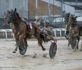 Tvingens Calippo och Stefan Persson | Jägersro 261024 | Foto: Stefan Olsson