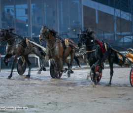 Död löpning mellan Kentucky River och Boscha Diablo | Jägersro 261024 | Foto: Stefan Olsson